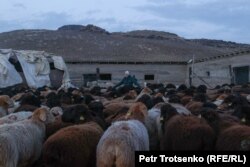 Мариям, супруга чабана Жамлики, проверяет овец перед тем, как загнать их в кошару. Алматинская область, 3 февраля 2023 года