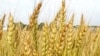 Afghanistan -- wheat, generic