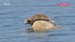 Nəsli kəsilməkdə olan Xəzər suitisinin sayı yüz ildə təxminən 10 dəfə azalıb