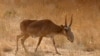The total saiga population was thought to have fallen as low as around 21,000 in 2003, when the species was declared critically endangered.