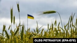 Ячмінне поле на Київщині, 23 червня 2022