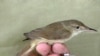 Чымчыктардын Acrocephalus scirpaceus деген түрү Таиландда 2006-жылы табылган.