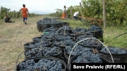 Sezona branja grožđa u vinogradima Plantaža, 23. septembar 2015.