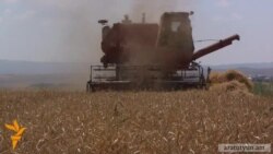 Շիրակի մարզում սպասվում է հացահատիկի ռեկորդային բերք
