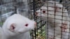 DENMARK -- Minks are seen in their cages in a mink farm in Jyllinge near Copenhagen October 24, 2012. 