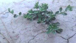 Фоҷиаву хушбахтии инсон аз нигоҳи духтарони тоҷик