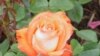 [Фото — Wikipedia, <a href="http://ru.wikipedia.org/wiki/%D0%98%D0%B7%D0%BE%D0%B1%D1%80%D0%B0%D0%B6%D0%B5%D0%BD%D0%B8%D0%B5:Rosa_sp.163.jpg" target="_blank">GNU Free Documentation License</a>]