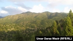 د شمالي وزيرستان په شوال کې ځنګلونه (ارشيف)